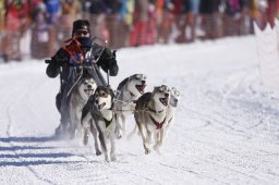 Lenk 2013
